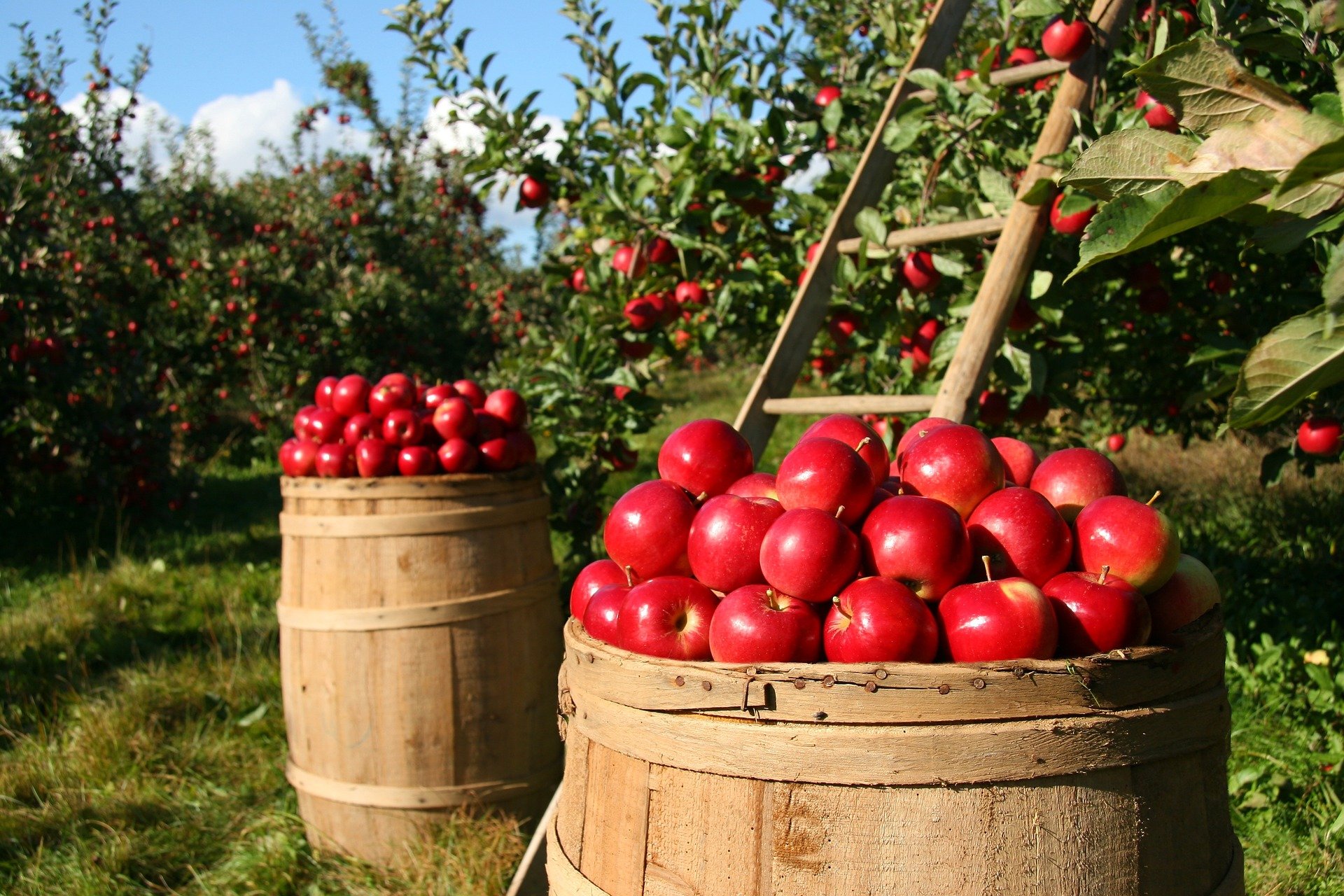 apples-g5b95015cb_1920